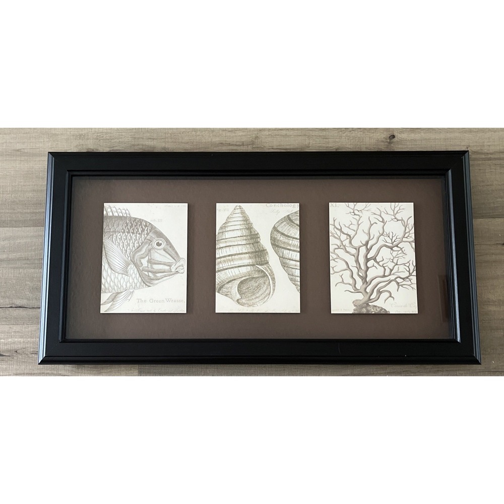 Framed Coastal Natural History Prints Fish Shell Coral Nautical Wall Art